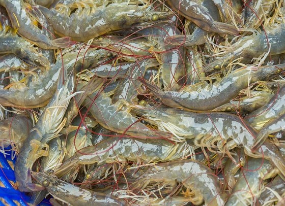 Les exportations de produits agricoles, sylvicoles et aquatiques en hausse de 21,6 en huit mois